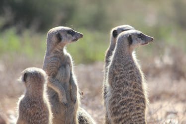 Oudtshoorn Meerkat Safari